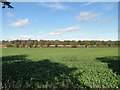 Sugar beet field north of Honing churchyard in Honing