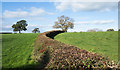 Neatly clipped hedge to north of Sudburn Beck in Cleatlam