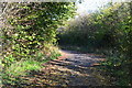 Track beside Stem Lane in BH25 5TA