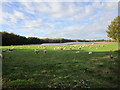 Sheep and solar farm in Rainworth North & Rufford Ward