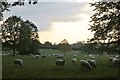 Sheep in Weston Bampfylde in BA22 7HZ