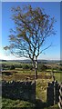 Tree at the Beacon Hill Country Park in LE12 8SY