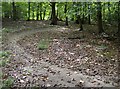 Cycle track in Busgrove Wood in RG4 9JE