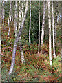 Birch woods on Kinver Edge in Staffordshire in DY11 5SB