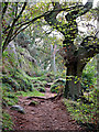 Woodland track below Nanny's Rock, Kinver Edge in DY11 5SB