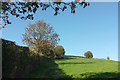 Field boundary on Torcorn Hill in TQ9 6BW