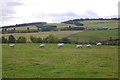 Sheep, Creuchies in PH11 8LE
