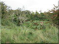Overgrown pit alongside coastal path in Warham