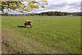 Grazing, Balloch in PH11 8HG