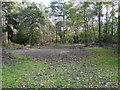 Small clearing in mixed woodland in NR10 4DE