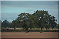 North Warwickshire : Ploughed Field in B79 0PL