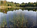 The lake in Silica Lodge Nature Reserve in DN17 2ED
