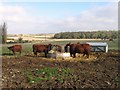 Cattle in a field in Irnham