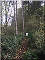 Woodland near Great Alne in B49 6FS