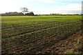 Crop near Owls Hill Farm in TA5 2EL