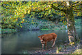 Wiltshire : Pond & Cow in BA12 6QH