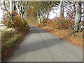 Tree-lined minor road heading towards the Picardy Stone in AB52 6LX