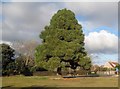 Holland-on-Sea: Specimen coniferous tree in CO15 5XH