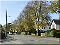Street trees on Burringham Road in DN17 2JG