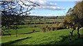 View of Glan Denys area from Long Wood above Allt-Goch in SA48 8LU