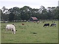 Cattle near Kingswood Common in RG9 5NR
