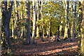 Sunlight on trees, near the entrance to Standen in RH19 4FE
