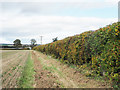 Hedge bounding field east of Rosemount in PH10 6LR