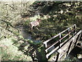 Footbridge near Trawden in Trawden Forest