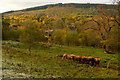 Highland Cows at Clunebeg, near Drumnadrochit in IV63 6UU
