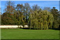 Willow tree on green beside The Causeway, Nether Wallop in SO20 8WE