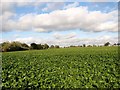 Sugar beet crop north of Church Road in NR13 3JE