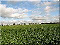Sugar beet crop in Limpenhoe in NR13 3JE