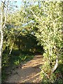Path through woodland, Lancaster University in LA2 0PF