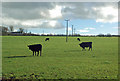 Cattle Field Near Craigrethill in KA1 5RX