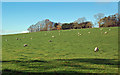 Sheep Field Near Craigrethill in KA1 5RX