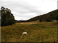 Rough grazing in Strathnairn in IV2 6XF