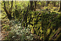 Mossy wall beside Cheddar Wood in BS26 2AW