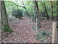Footpath in Colden Common Wood in SO21 1FW