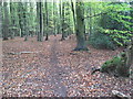 Footpath in Upperbarn Copse in SO50 7HG