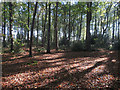 Footpath through Heath Plantation in NR11 8ND