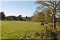Ottery St Mary, cattle grazing in EX11 1EL