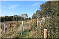New Trees in New Copse in RG20 8HA