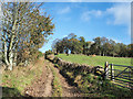 Lane climbing towards Hill of Alyth in PH11 8JG