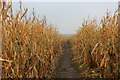 Maize Crop at Church Farm near Little Sessay in Sessay
