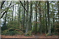 Woods in Cray's Pond in RG8 7QQ