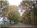 Path along the edge of Cutt's Wood in Rainworth North & Rufford Ward