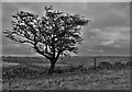 Hawthorn tree above Rough Side and Coombs Dale in Calver & Longstone Ward