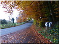 Autumn colours on Itton Road, Howick, near Chepstow in NP16 6BL