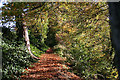 Leaf strewn pathway to the north of the Lossie near Bow Brig' in IV30 4NE
