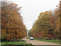 Autumn colours along the avenue at Ashridge in HP4 1LT